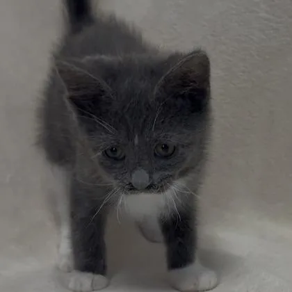 Lacy thumbnail 3
