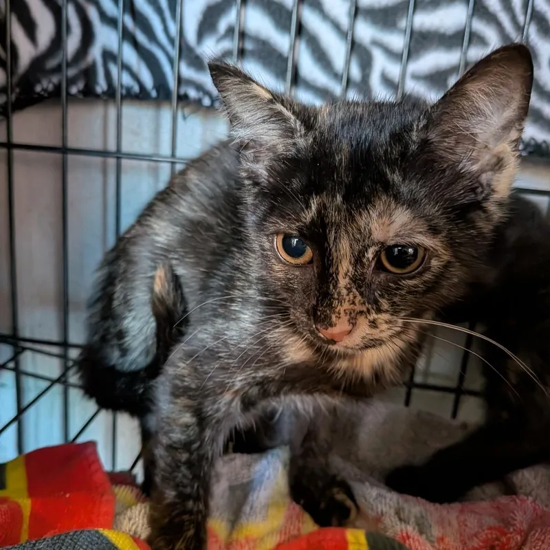 A baby small-sized female Tortoiseshell Domestic Short Hair cat named Macy for adoption in Fairfax Station, VA