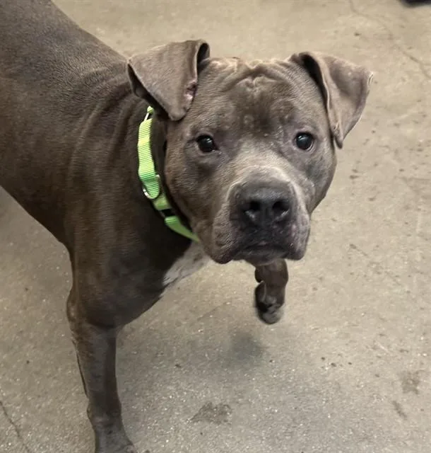 An adult large-sized male Pit Bull Terrier dog named Hurricane for adoption in Tucson, AZ