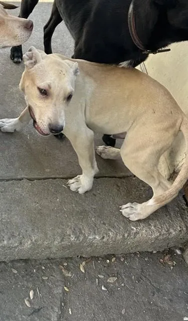 Estrella