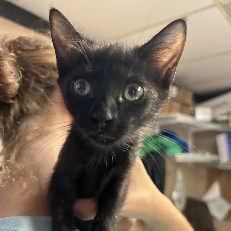 A baby small-sized female Black Domestic Short Hair cat named Sagittarius for adoption in Newport, NC