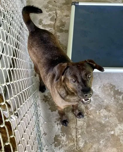An adult medium-sized female Mixed Breed dog named BessieSmith for adoption in Covington, LA
