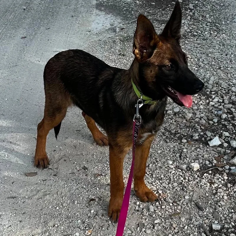 A baby medium-sized female Belgian Shepherd / Malinois dog named Robin for adoption in Lockhart, TX