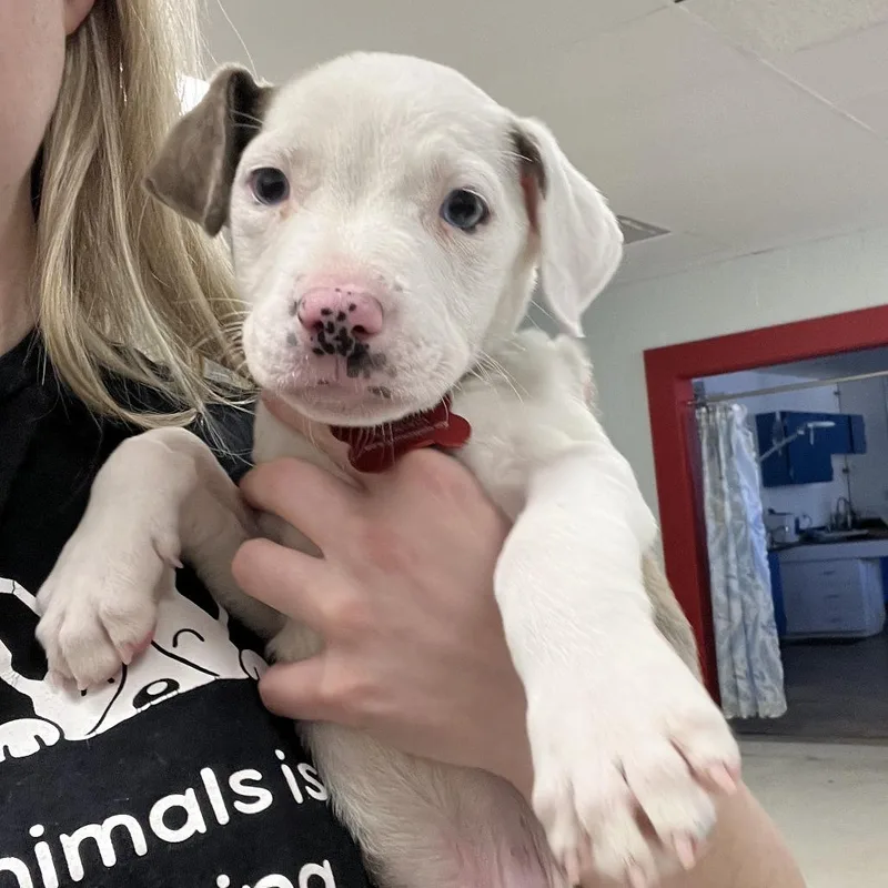 A baby small-sized male Brindle Pit Bull Terrier dog named Bubba for adoption in East Saint Louis, IL