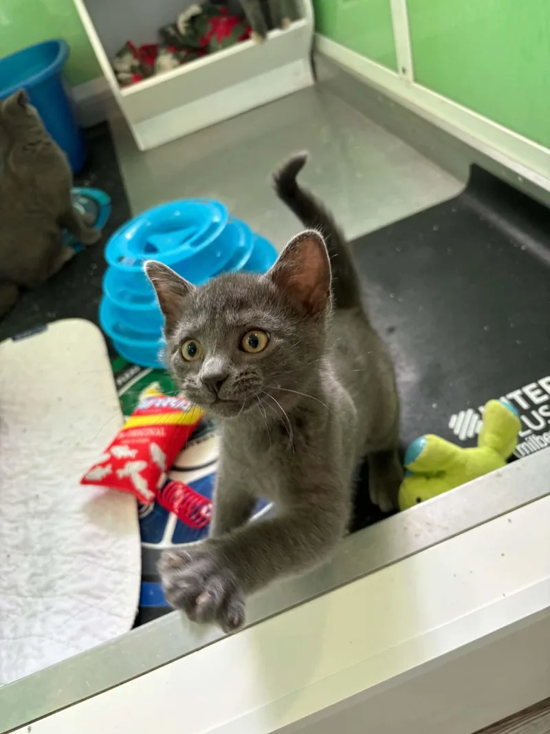 A baby medium-sized male Gray / Blue / Silver American Shorthair cat named Greg Brady for adoption in Barboursville, WV