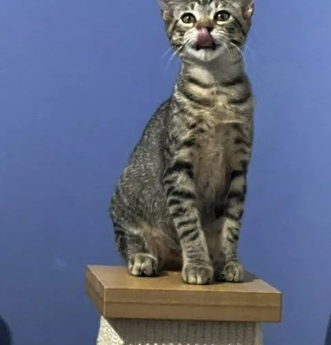 A baby small-sized female Tabby (Gray / Blue / Silver) Domestic Short Hair cat named Mirin for adoption in Tampa, FL
