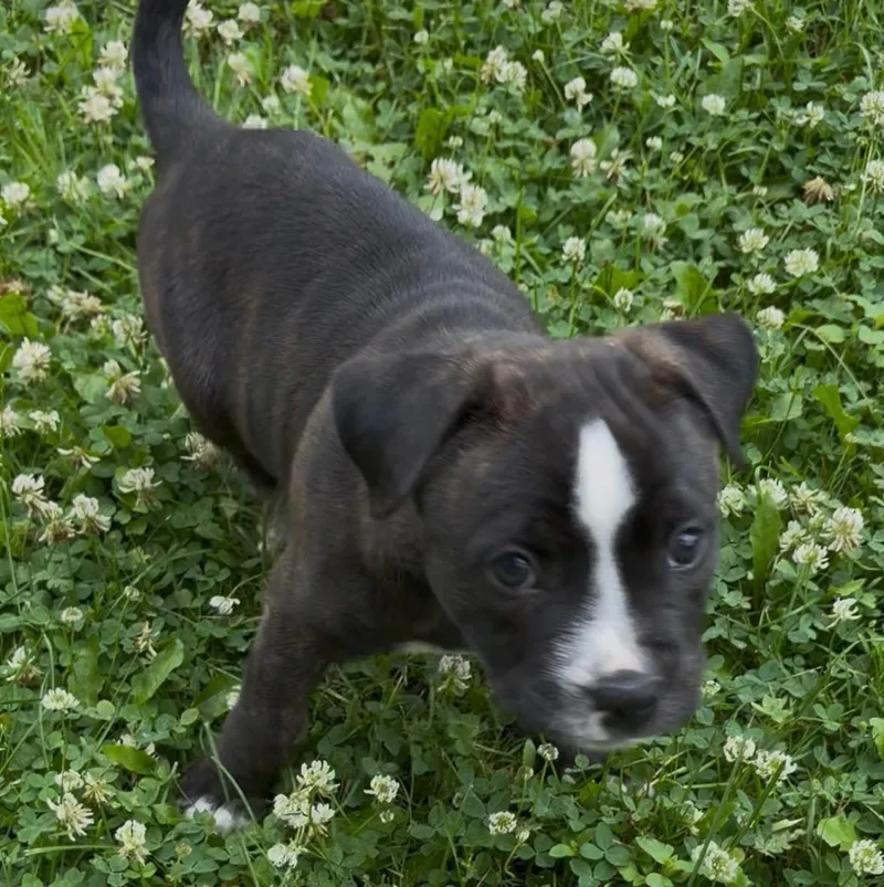 A baby medium-sized male Pit Bull Terrier dog named Oscar for adoption in Oxford, MI