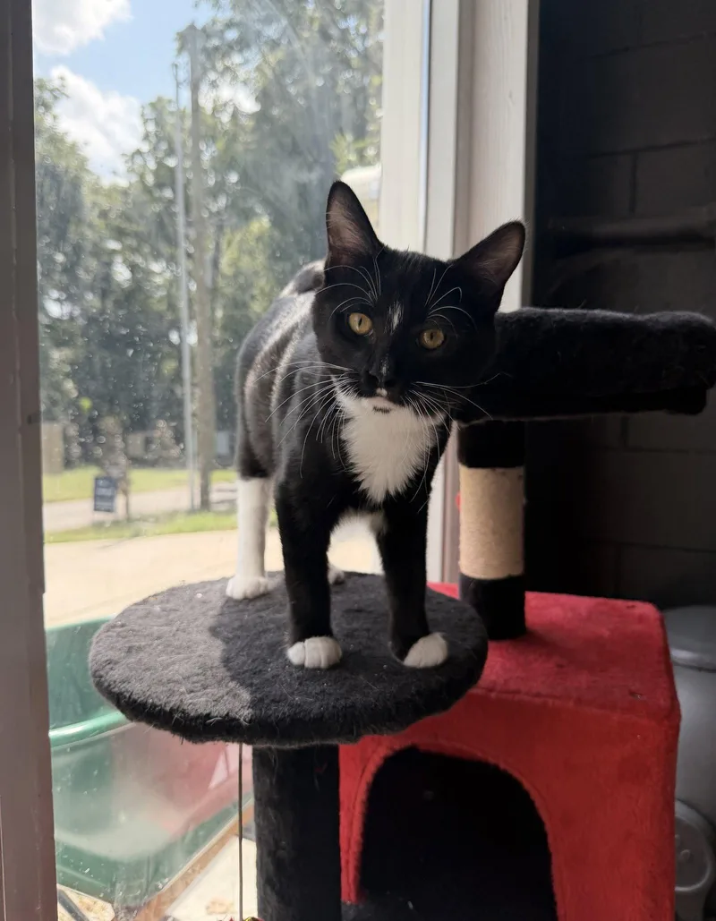 A baby medium-sized male Domestic Medium Hair cat named Dill for adoption in Nashville, TN