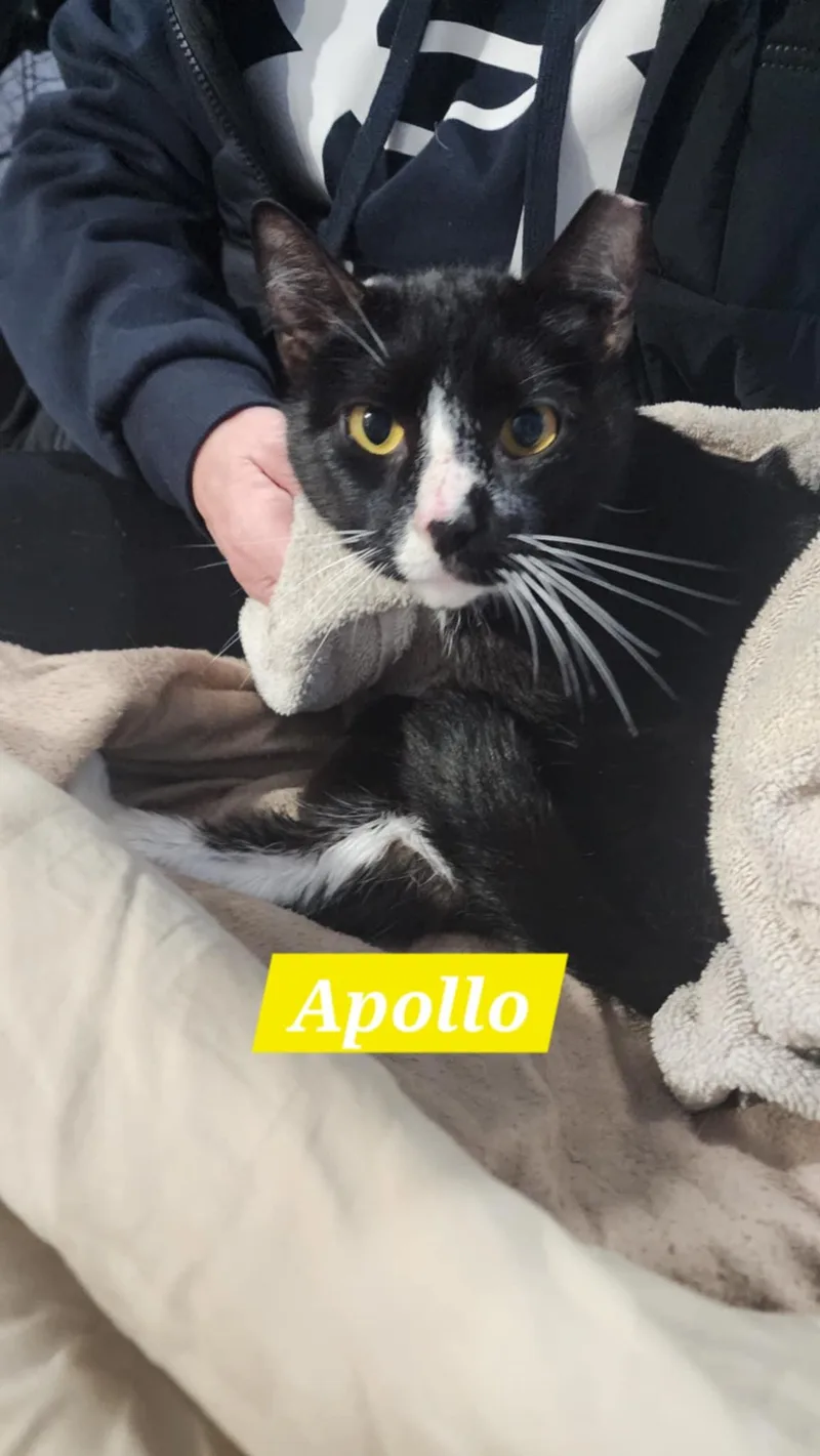 An adult medium-sized male Black & White / Tuxedo Domestic Short Hair cat named Apollo for adoption in Harrisburg, PA