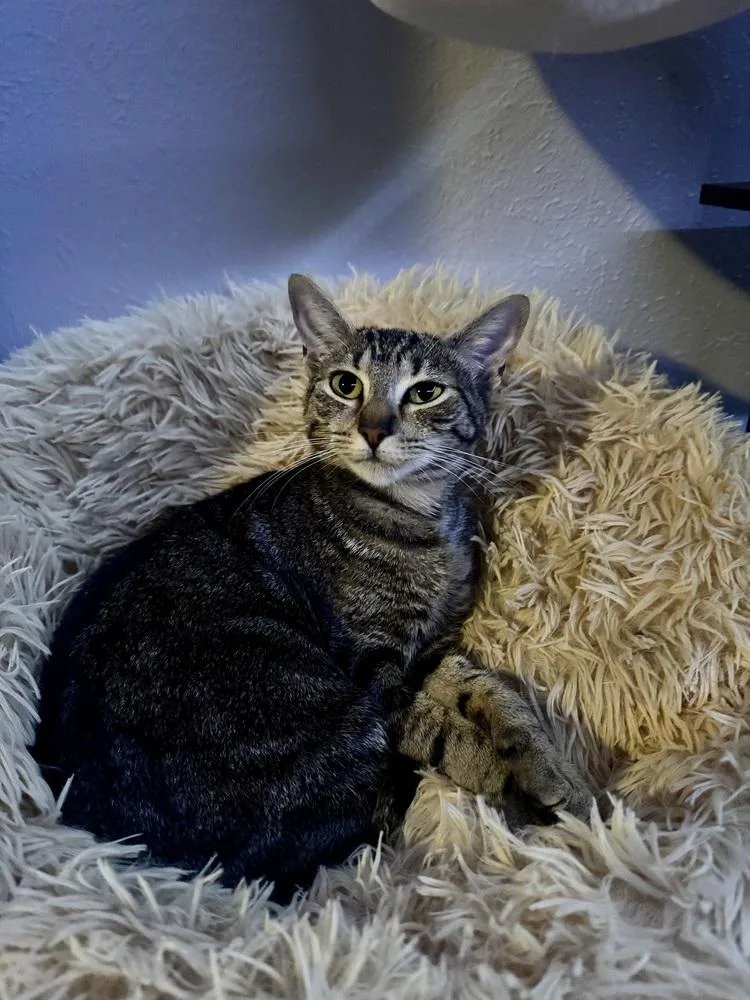 An adult small-sized female Domestic Short Hair cat named Athena M for adoption in Dallas, TX