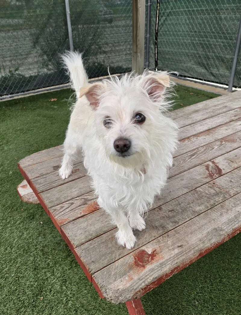 A senior small-sized male White / Cream Terrier dog named Amana for adoption in Sparta, WI