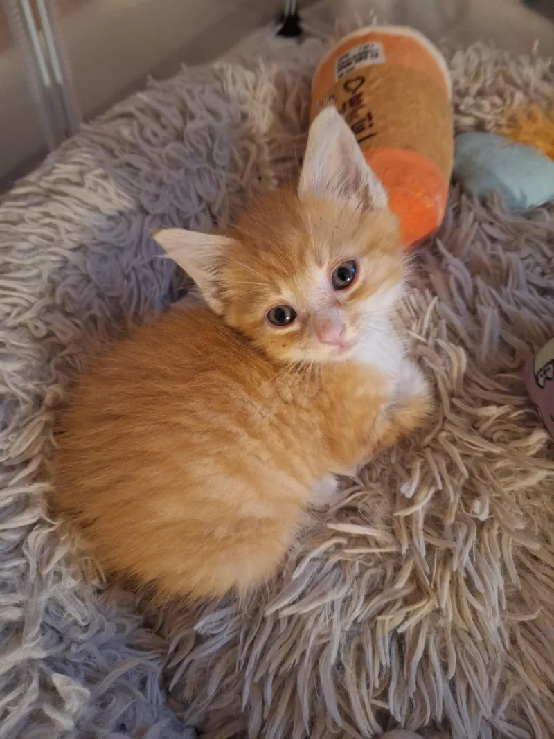 Cheddar