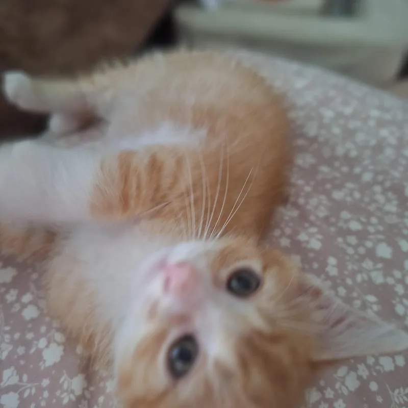 Cheddar thumbnail 3