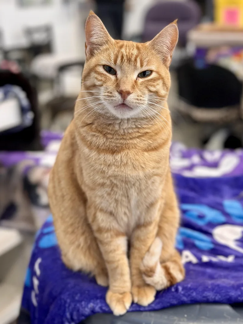 Strawberry thumbnail 2