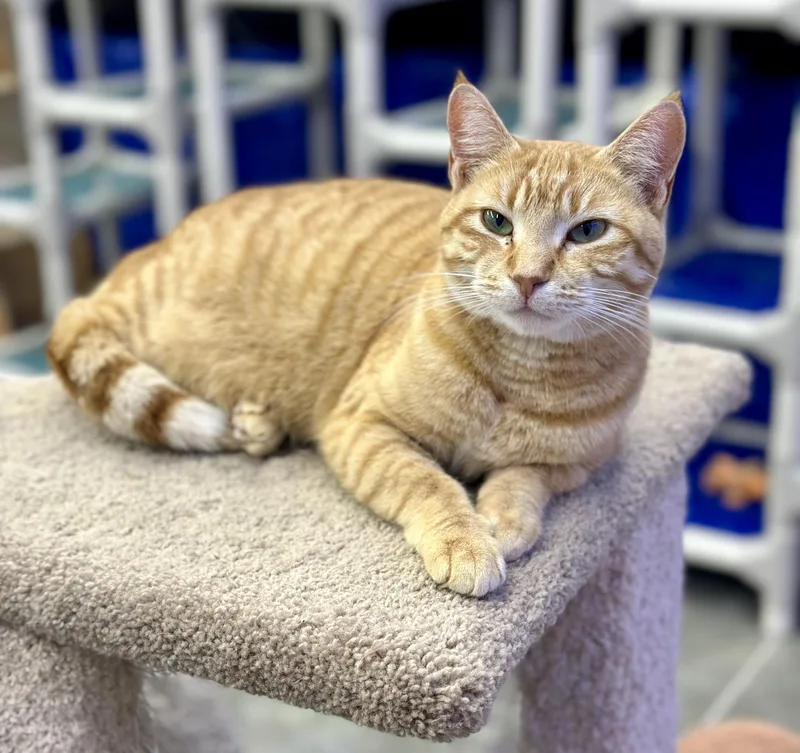 Strawberry thumbnail 3