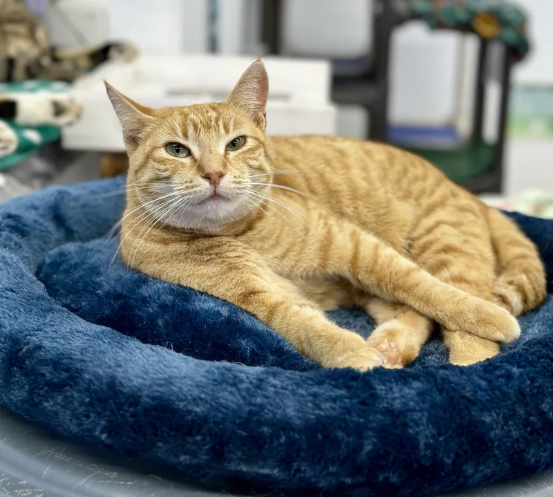 Strawberry thumbnail 4