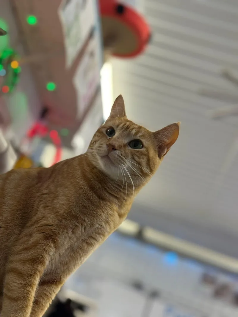 Strawberry thumbnail 5