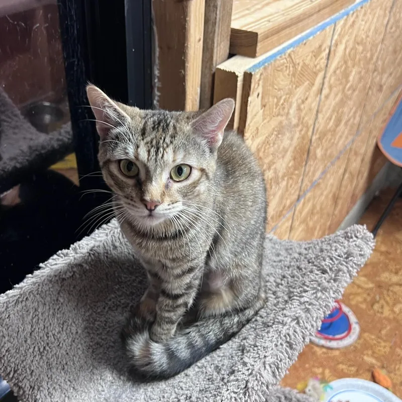 A young medium-sized female Tabby (Brown / Chocolate) Tabby cat named Rhaenyra for adoption in Richmond, VA