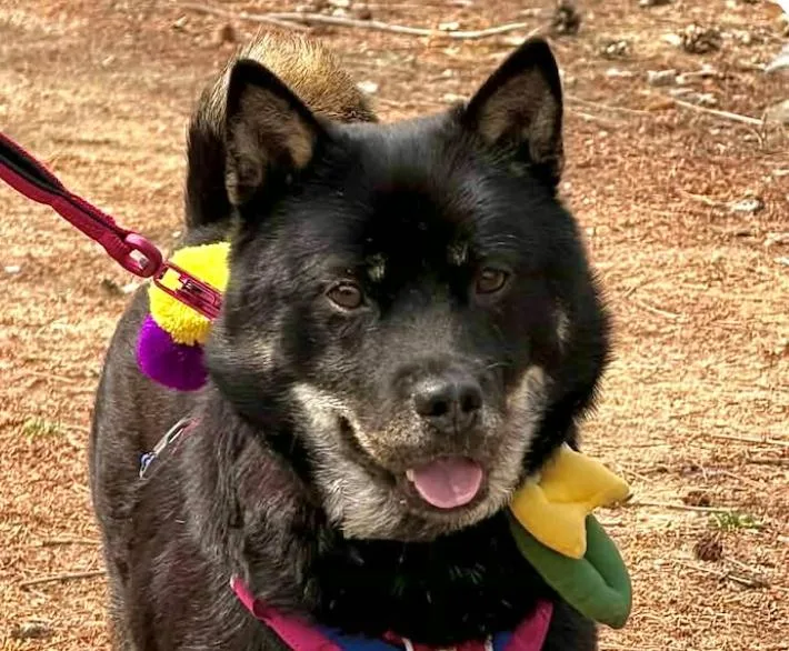 An adult medium-sized female Jindo dog named Bori for adoption in San Ramon, CA