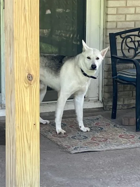 A young large-sized male Mixed Breed dog named Snowball for adoption in Dallas, TX