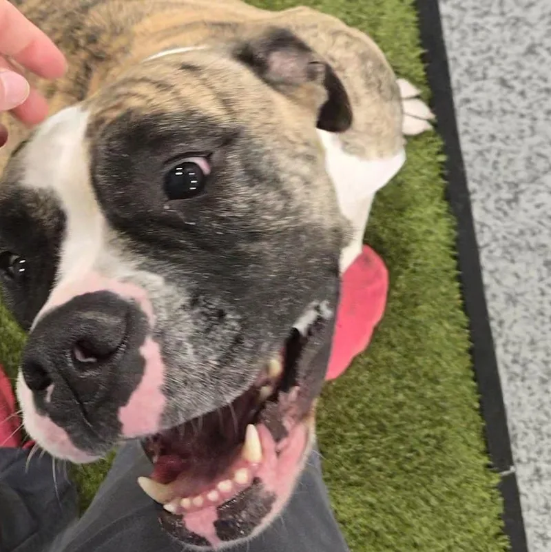 An adult large-sized female White / Cream Boxer dog named Peach for adoption in Cedar Rapids, IA