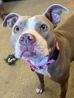 A young medium-sized female Brown / Chocolate Pit Bull Terrier dog named Fantasy for adoption in Cleveland, OH