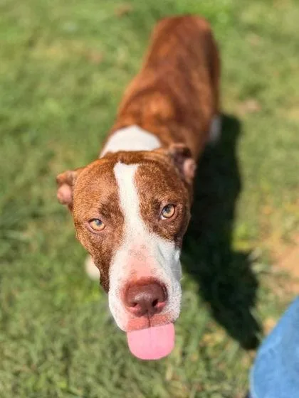 An adult medium-sized female Brown / Chocolate Mixed Breed dog named Diamond for adoption in Leitchfield, KY