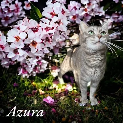 An adult medium-sized female Domestic Short Hair cat named Azura for adoption in Cumberland, MD