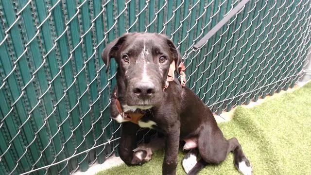 A young medium-sized male Pit Bull Terrier dog named A for adoption in Downey, CA