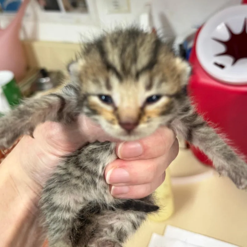 A baby small-sized female Black Domestic Short Hair cat named Sienna for adoption in Ardmore, OK