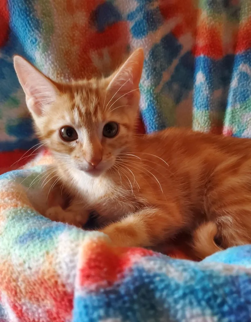 A baby medium-sized male Orange / Red Domestic Short Hair cat named Sleepy Riley Fuzzell Petsmart for adoption in Spring, TX