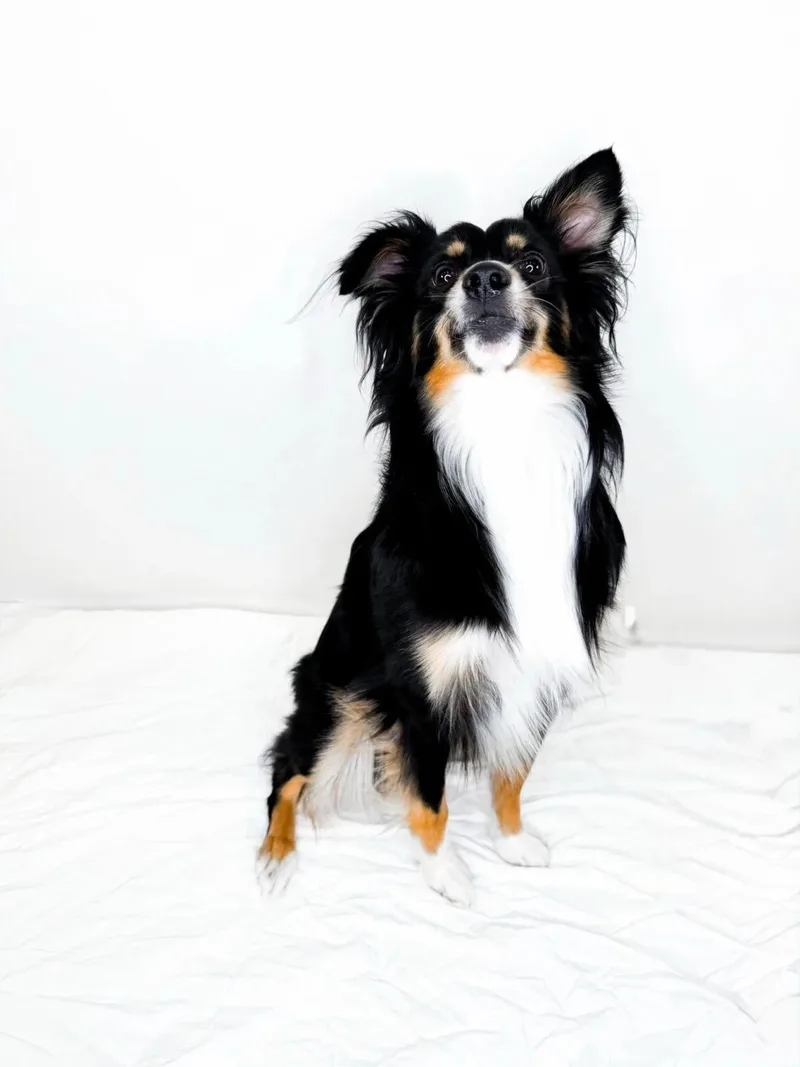 An adult medium-sized male Tricolor (Brown, Black, & White) Australian Shepherd dog named Zippy for adoption in Bixby, OK