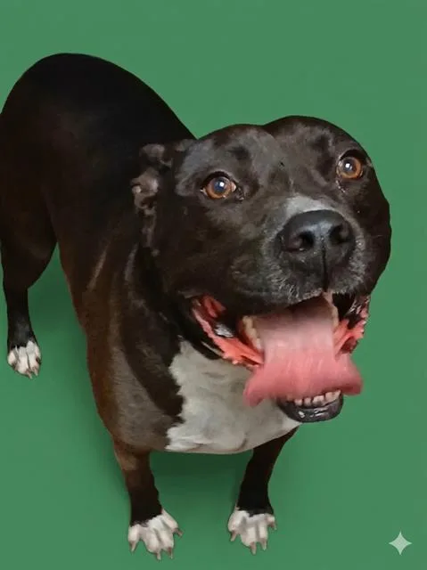 An adult large-sized male Mixed Breed dog named Quevo for adoption in Jacksonville, FL