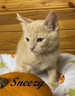 A baby medium-sized male Tabby (Buff / Tan / Fawn) Tabby cat named Sneezy for adoption in Southern Pines, NC