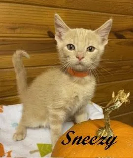 Sneezy thumbnail 2