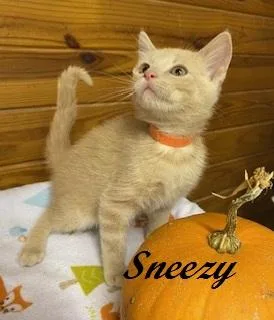Sneezy thumbnail 3