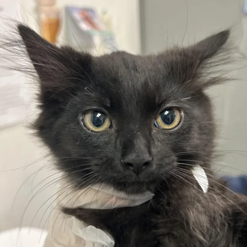A baby small-sized male Black Domestic Long Hair cat named Soy Sauce for adoption in Charleston, WV