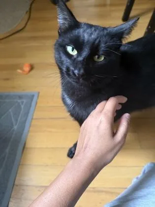 A young medium-sized male Black Domestic Short Hair cat named Moochi for adoption in New York, NY
