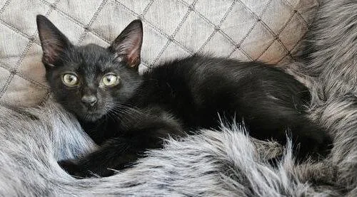 A baby small-sized male Black Domestic Short Hair cat named Lenny for adoption in Tampa, FL