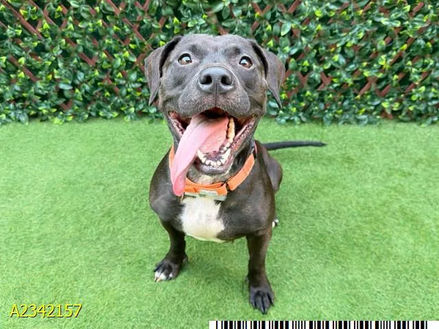 A young large-sized female Mixed Breed dog named Luna for adoption in West Palm Beach, FL