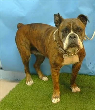 An adult medium-sized female Boxer dog named A for adoption in Gardena, CA
