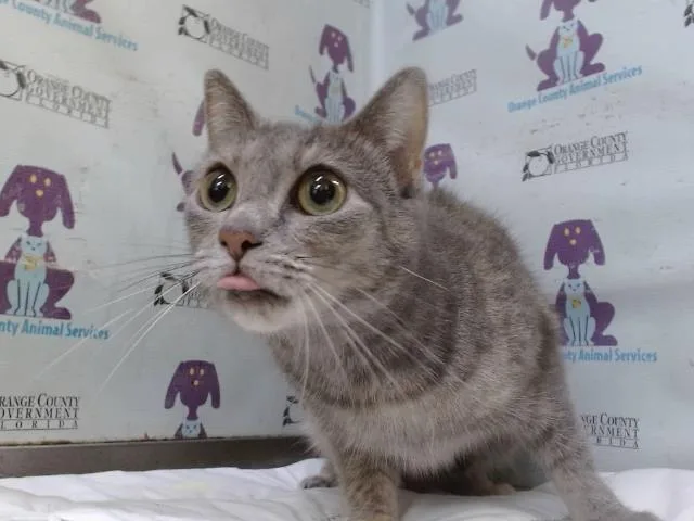 An adult small-sized female Domestic Short Hair cat named Gabby for adoption in Orlando, FL
