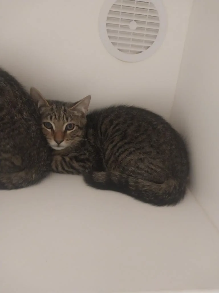 A baby small-sized male Domestic Short Hair cat named Apple for adoption in Oxford, NC