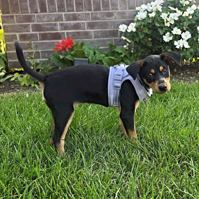 A baby small-sized female Bicolor Miniature Pinscher dog named Ocelot for adoption in Itasca, IL
