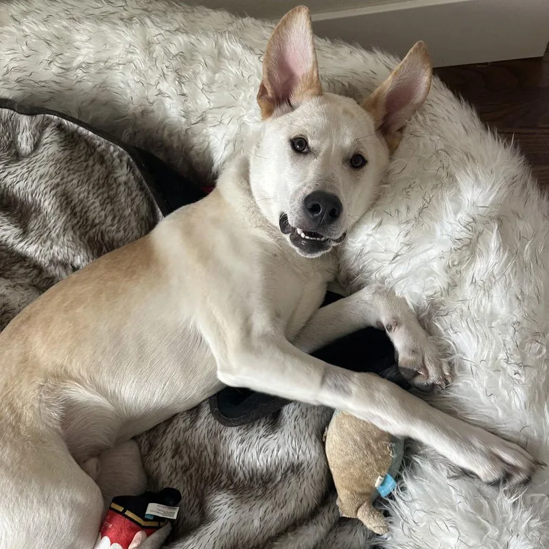 Scout Cooper thumbnail 3