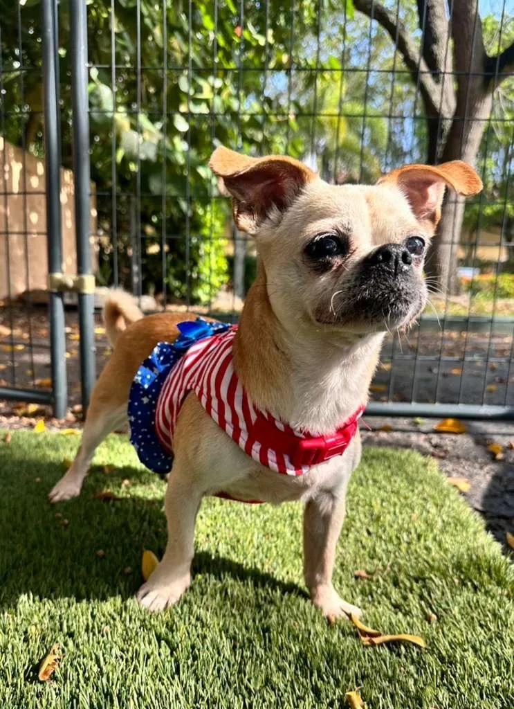 An adult small-sized female Pug dog named Diamond for adoption in Margate, FL
