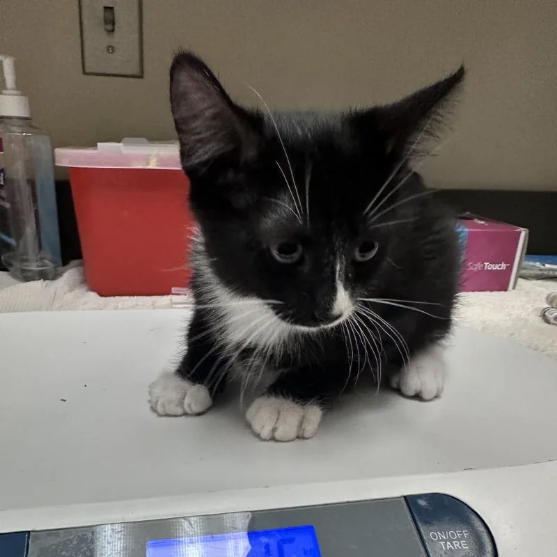 Missing Tupperware Lid