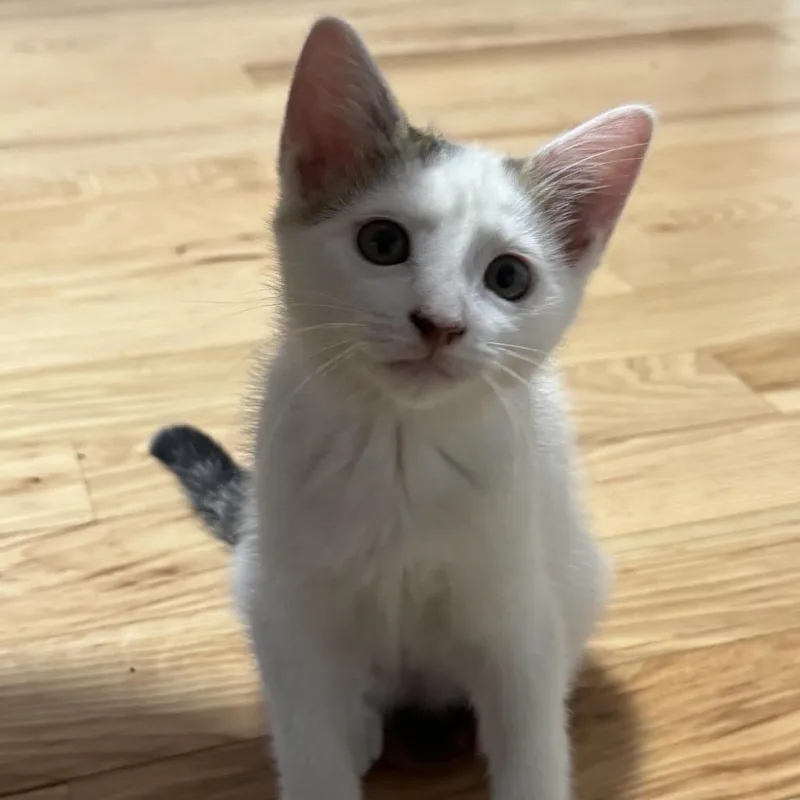 A baby small-sized female White Domestic Short Hair cat named Pretzel for adoption in Brooklyn, NY