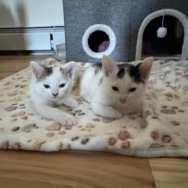 Pretzel thumbnail 3