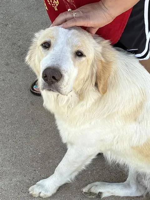 An adult large-sized female Mixed Breed dog named Estella for adoption in Dallas, TX